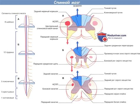 Особенности левой стороны спинной колонки и потенциальные проблемы, с которыми можно столкнуться