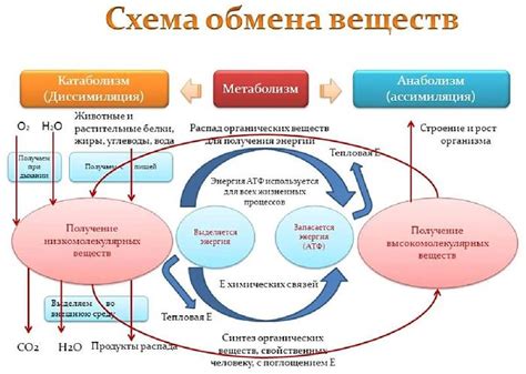 Особенности питания и обмена веществ