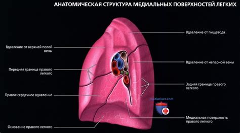 Особенности расположения очага в верхней части правого легкого