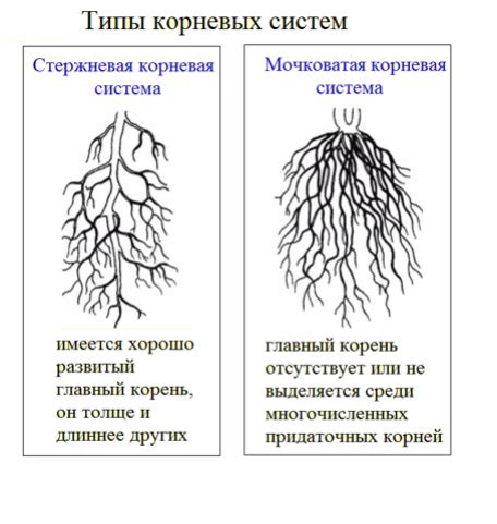 Особенности стеблей и корней