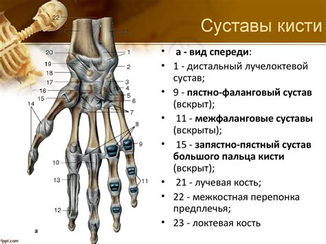 Особенности структуры пятого пальца у мужчин