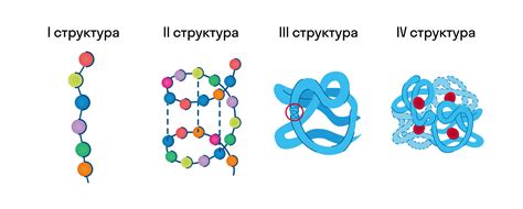 Особенности формирования вторичной структуры в различных типах белков