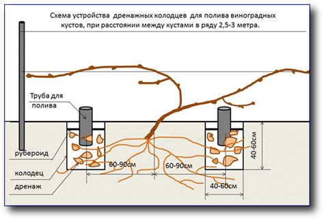 Осуществление полива виноградных кустов в осеннее время: актуальность и методы