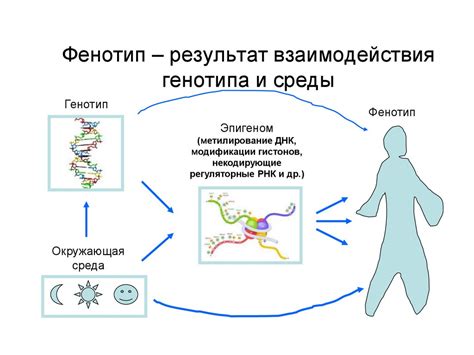 Отличия модификаций и мутаций: сопоставление, иллюстрации, особенности