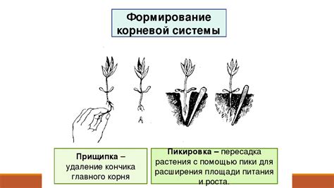 Оцените состояние корневой системы