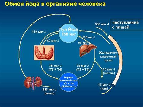 Оценка дефицита йода: методика и результаты