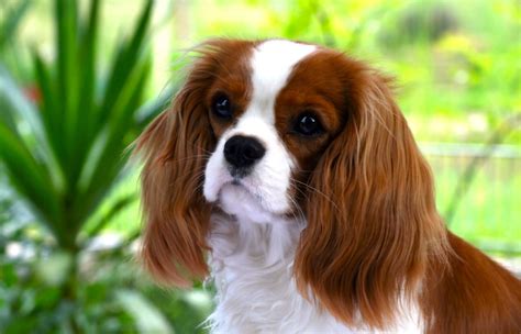 О здоровье и болезнях кавалеров породы King Charles Spaniel: немаловажные аспекты ухода