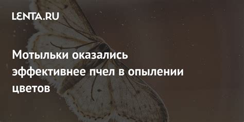 О смысловой нагрузке благоприятных посещений насекомыми к рабочим окошкам