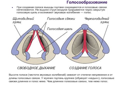 Перегрузка голосовых связок