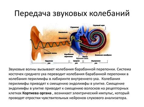 Передача звуковых сигналов к аудиторному нерву