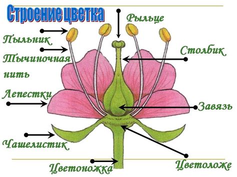 Пестики - значимый элемент растения и их роль в процессе плодообразования