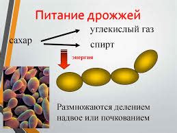 Питание дрожжей: сущность и цель