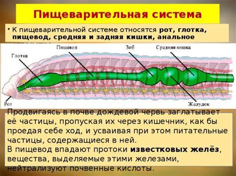 Питательные вещества, поступающие через расширенные протоки