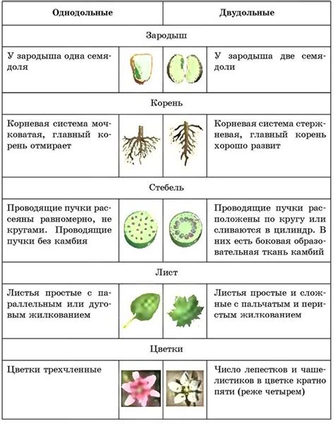 Плоды – результат цветения растения и их значение в жизни растения