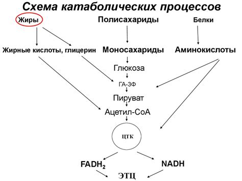 Подавление катаболических процессов