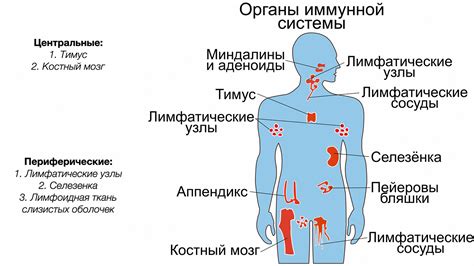 Подавленная иммунная система