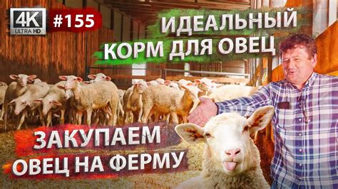 Подбор корма для молодых овец различных возрастных групп