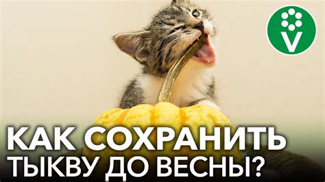 Подготовка изюма к сохранению: секреты длительного хранения