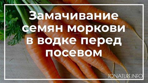 Подготовка и обработка семян моркови перед посевом