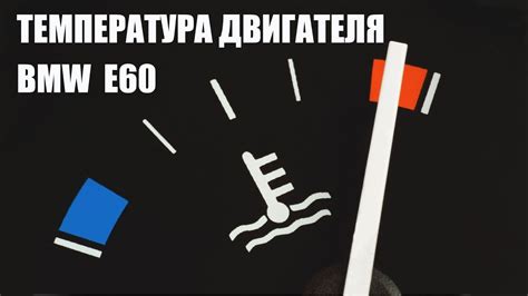 Поддержание оптимальной температуры в террарии: эффективное использование отопительных устройств