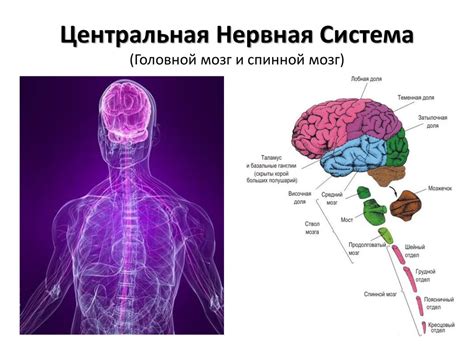 Поддержка нормального функционирования мозга и нервной системы