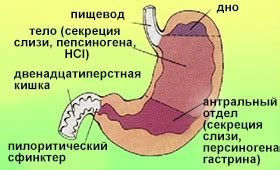 Польза натурального млека в случае проявления излишней кислоты в желудке!