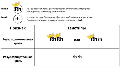 Помощь и поддержка для родителей, столкнувшихся с конфликтом резус-фактора