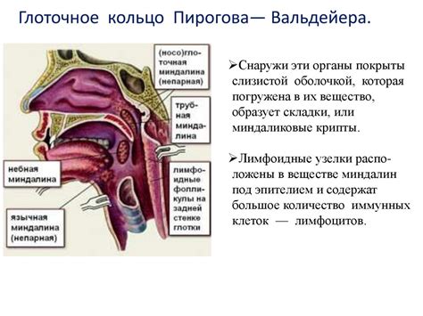 Понятие глотка луженой