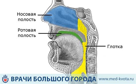 Последствия глотки луженой