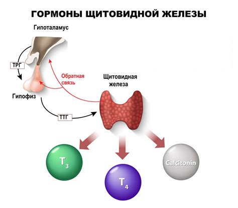 Последствия недостаточного уровня гормона щитовидной железы