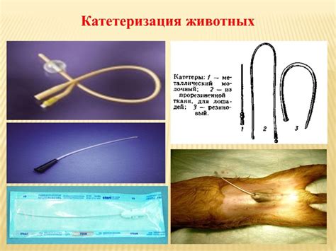 Последствия простуды мочевого пузыря у щенка: как предотвратить рецидивы и осложнения.