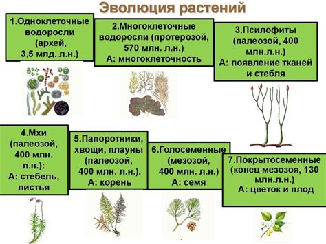 Постепенное внедрение новых растений в тропическую ареал домашнего растительного мира