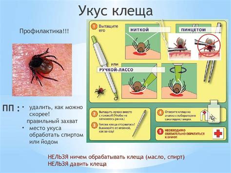 Правильная обработка места укуса клеща