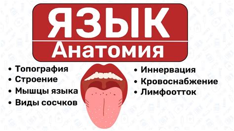 Практика движения языка