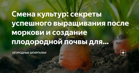 Преимущества выращивания корнеплодных культур после урожая свеклы