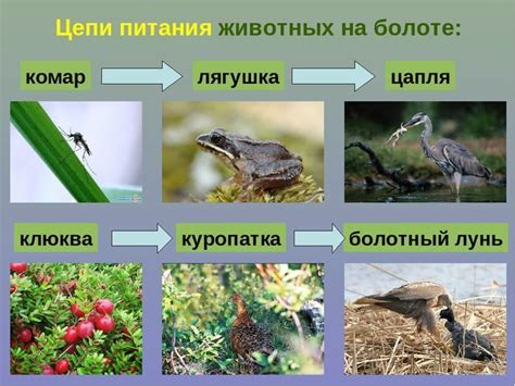 Привлечение живых обитателей