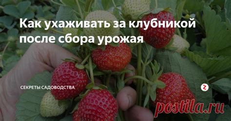 Признаки поражения урожая клубникой акаридом клубничного дефолиатора