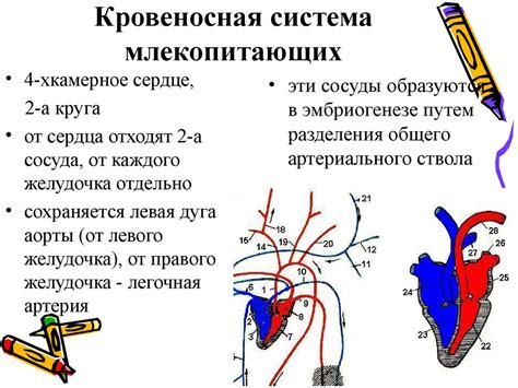 Признаки сниженной репродуктивной функции у крупнорогатых млекопитающих