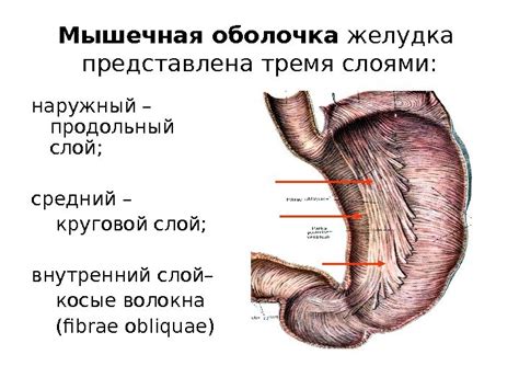 Причины голодных спазмов в желудке