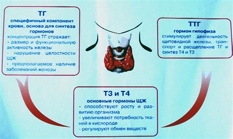 Причины и последствия снижения уровня гормона щитовидной железы у женщин