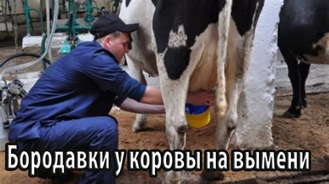 Причины и признаки нерепродуктивности у коровы 