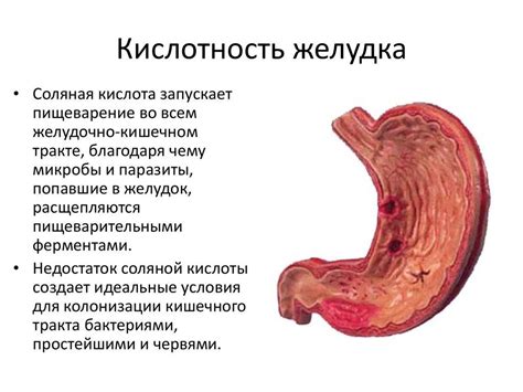 Проблема возможного повышения кислотности желудка при регулярном употреблении насыщенного чая