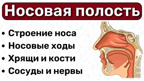 Проблемы здоровья: нарушения функционирования носовой полости и их последствия