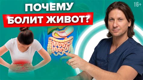 Проблемы с пищеварением: баланс в организме и его влияние на аппетит кошки