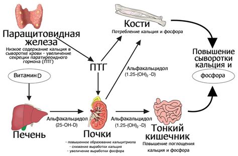 Проблемы с функцией почек и нарушение равновесия уровня кальция в организме