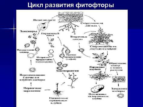 Прогнозирование и контроль: значение метеоданных в предотвращении развития фитофторы