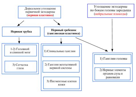 Прогноз и потенциал исследования воспаления ткани Нила в заключении по цитологии