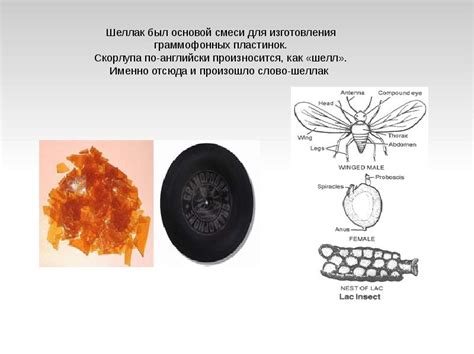 Происхождение и история патефона