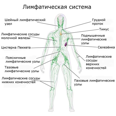 Профилактика возникновения воспаления лимфатических узлов в области паха у женщин