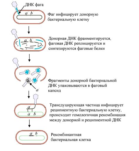 Процесс мутирования и эволюции зомби-вируса: от изменений в геноме до новых форм передачи